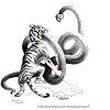 Snake and tiger's fight