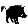 Wild boar