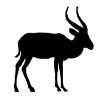 Antelope