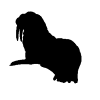 Walrus