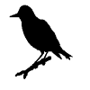 Starlings