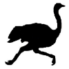 Ostrich