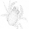 Cornerstone crab