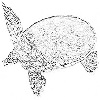 Soft-shell turtle