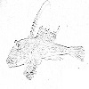 Dragonet