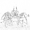 Ghost crab