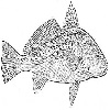 Brown croaker