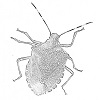 Stink bug