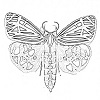 Tiger moth