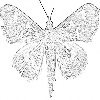 Yang moth