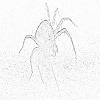 Red spider mite