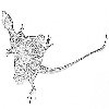 Spotted flying dragon