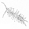 Red Centipede