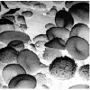 White blood cells