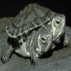 Strange Turtle