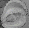 Strange Durian