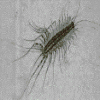 Strange centipede