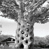Strange tree