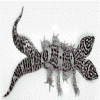 Strange gecko