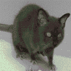 Strange mouse