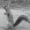 Strange squirrel