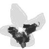 Butterfly Flower