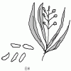 White rice