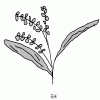 Flower rice