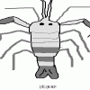 Freshwater shrimp