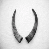 Goat horn
