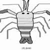 Freshwater shrimp