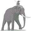Elephant riding