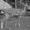 Shoot the mountain deer