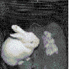Rabbit gives birth