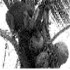 Monkey picks coconut